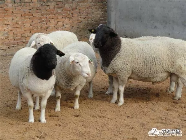 与小尾寒羊杂交哪个品种的绵羊最好