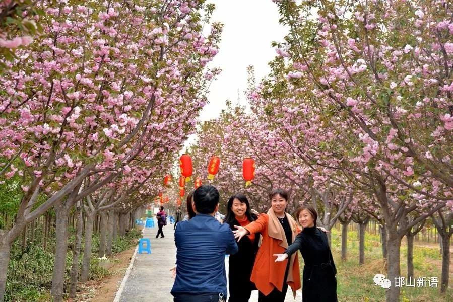 一起去邯山区代召高里堡樱花园走一走