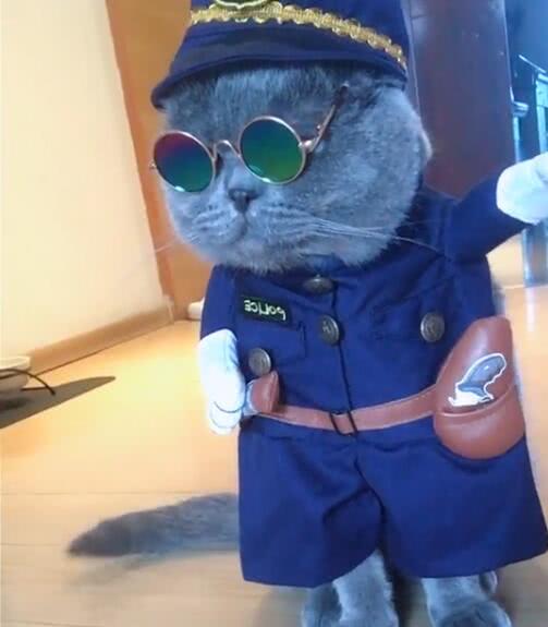 猫咪变身黑猫警长全身警察服装特别霸气可爱