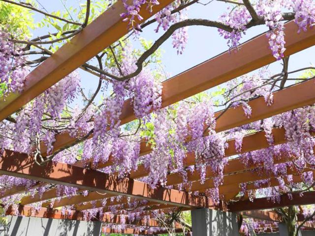 闵行紫藤公园图片