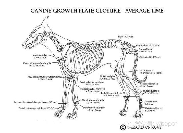 的考量就是幼犬骨骼尤其是软骨生长板(growth plate,即骺板epiphyseal