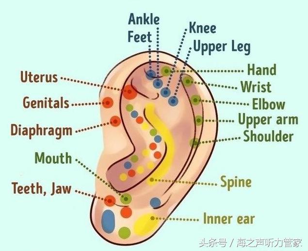 耳朵穴位與器官對照圖關聯著五臟六腑