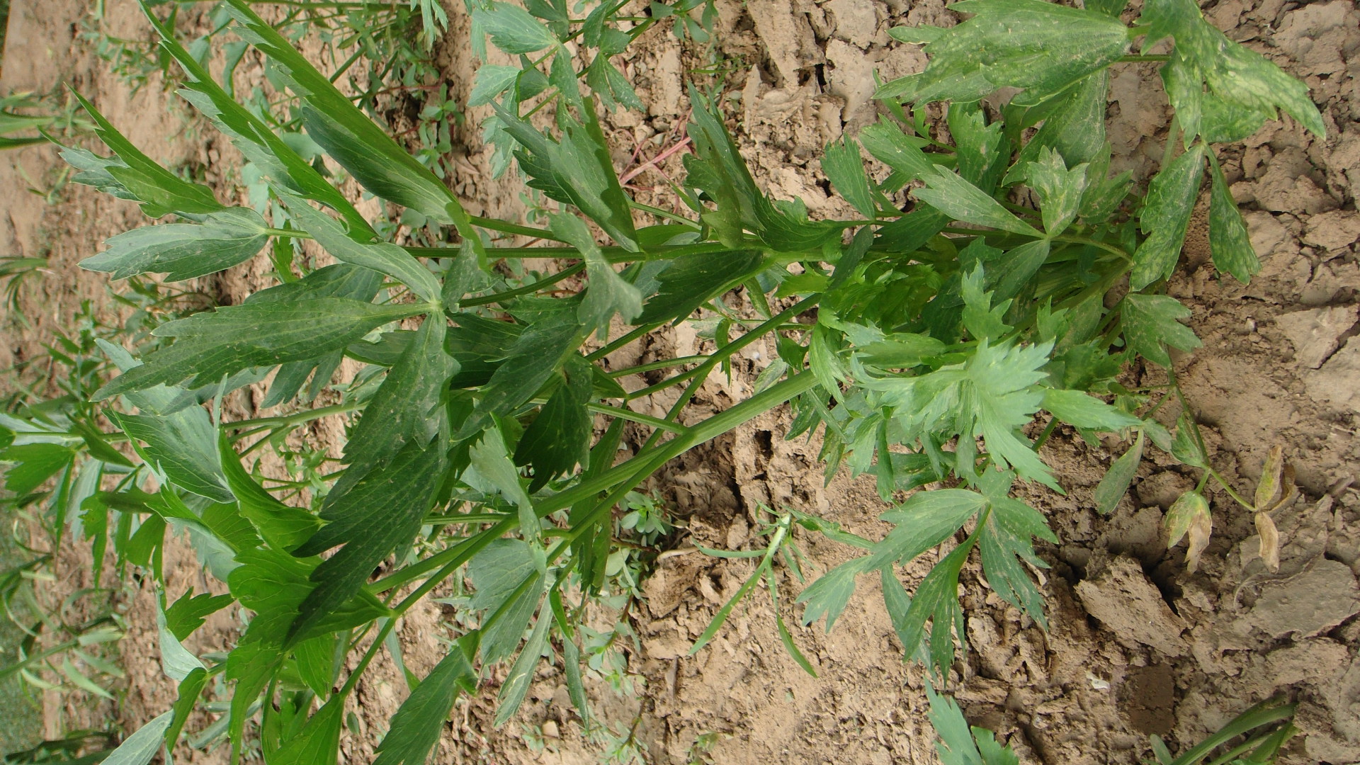 中藥材當歸種子如何處理與種植移栽高產技術,你瞭解嗎?