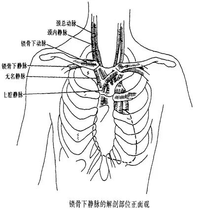 锁骨下动脉静脉解剖图图片