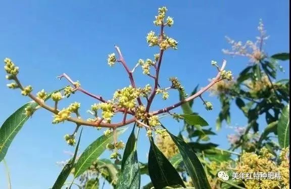 芒果两性花与雄花对比图片