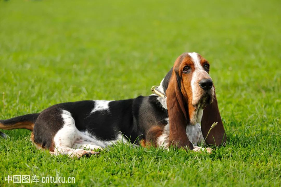 top9 巴吉度猎犬(basset hound)也有的称法国短脚猎犬.