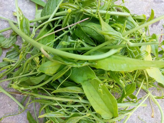 牛尾菜苗水蕨菜野九菜革新菜野蕉蕾,野蕉芯