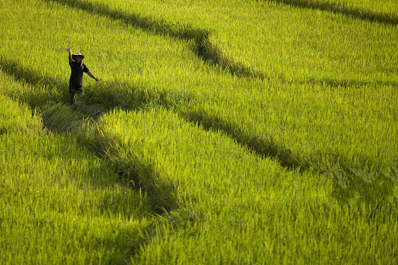 泰国湄公河农民收割水稻 劳作画面美如仙境