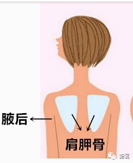 肩胛骨肩胛骨也叫胛骨,琵琶骨