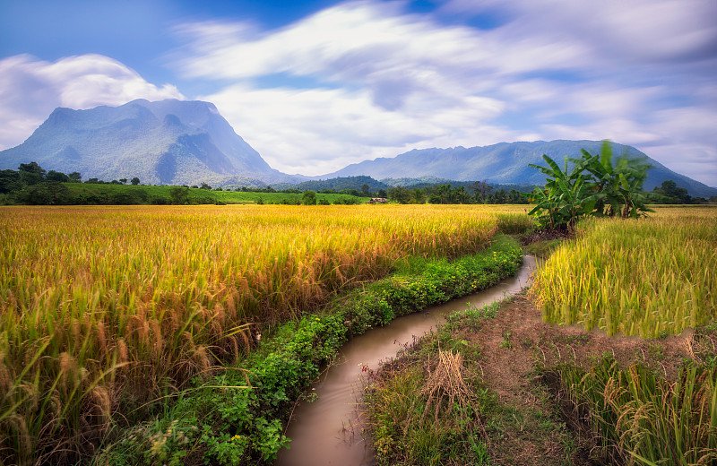 泰国湄公河农民收割水稻 劳作画面美如仙境