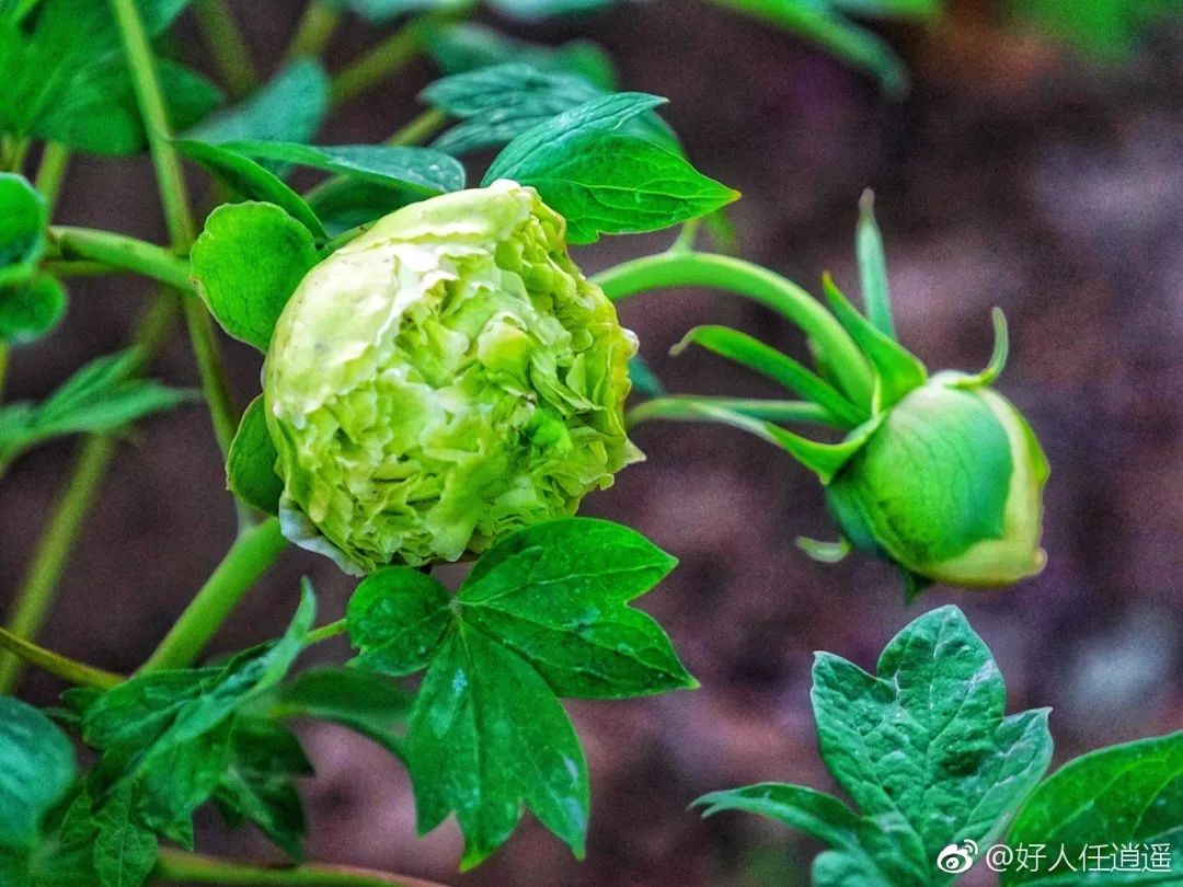 豆綠初烏太空牡丹牡丹花海目前,洛陽牡丹種植面積累計達26萬畝.