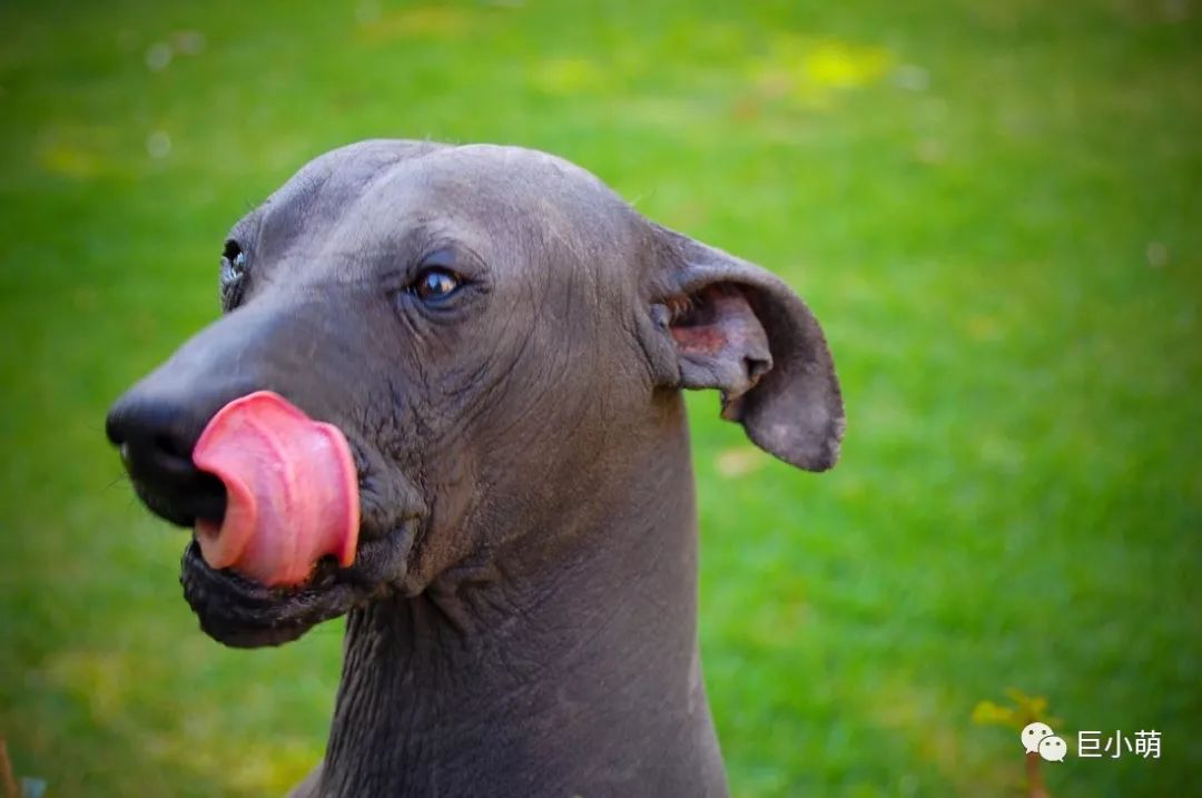 一毛不拔的墨西哥名犬庆幸没生于中国