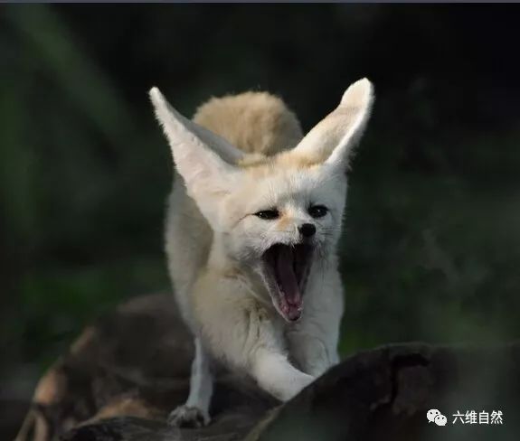 最容易辨认的狐狸一双大耳朵就让人知道耳廓狐