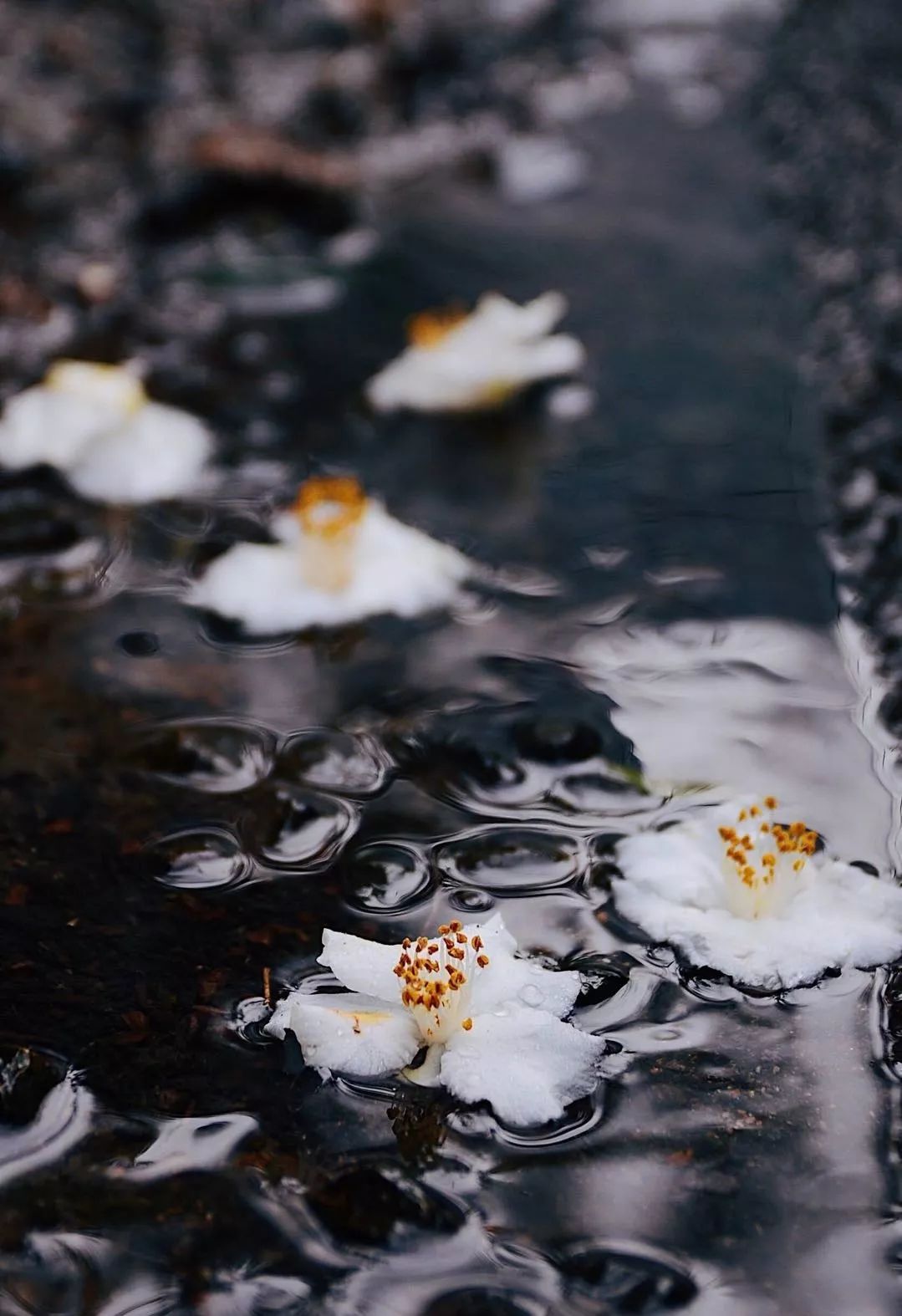 一禪聽雨