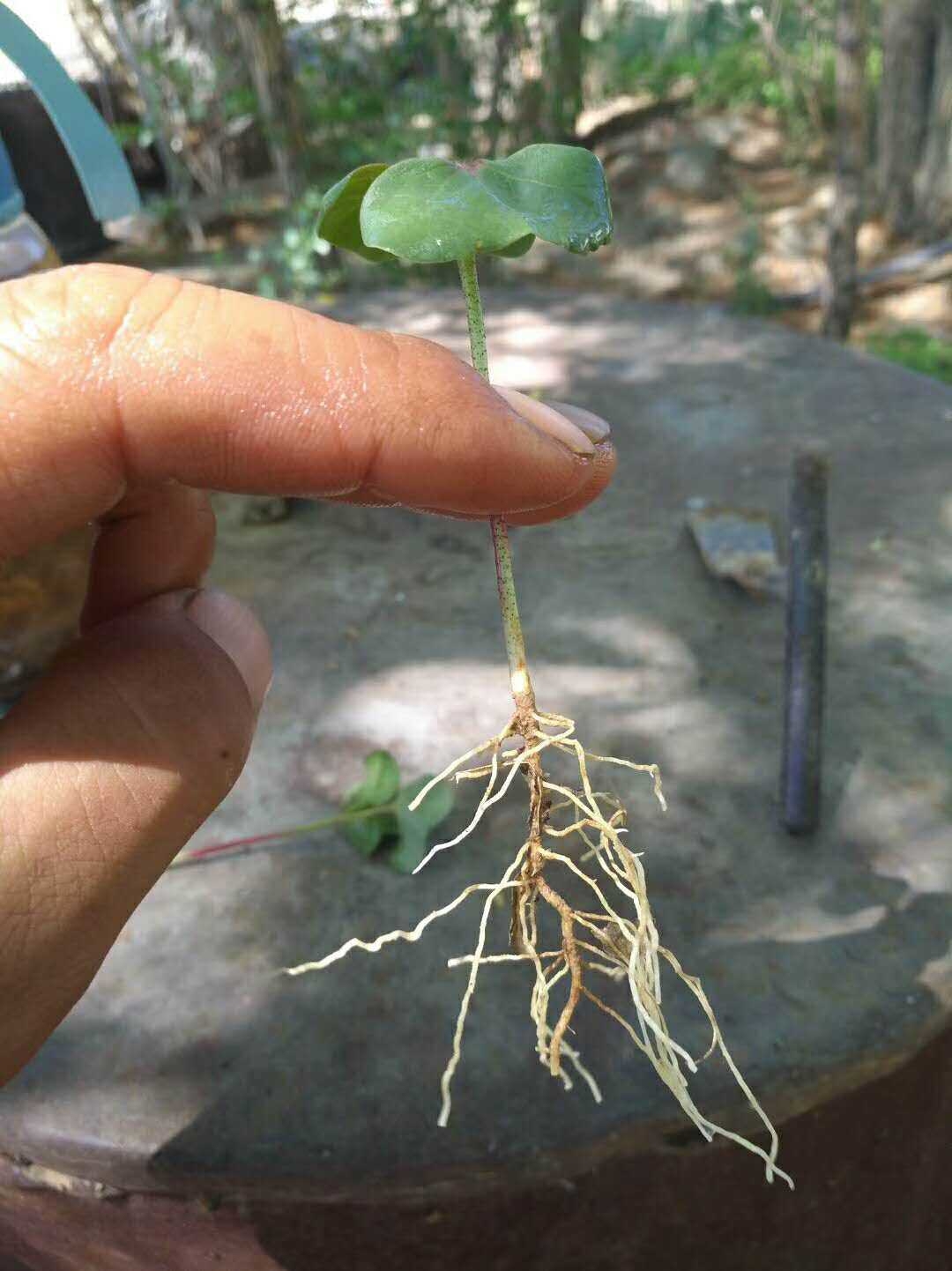 棉花根變成黑色莖縮脖是怎麼回事應該怎麼治