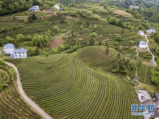 五峰县长乐坪镇石桥沟村茶园美景(4月14日摄)新华社记者 杜华举 摄