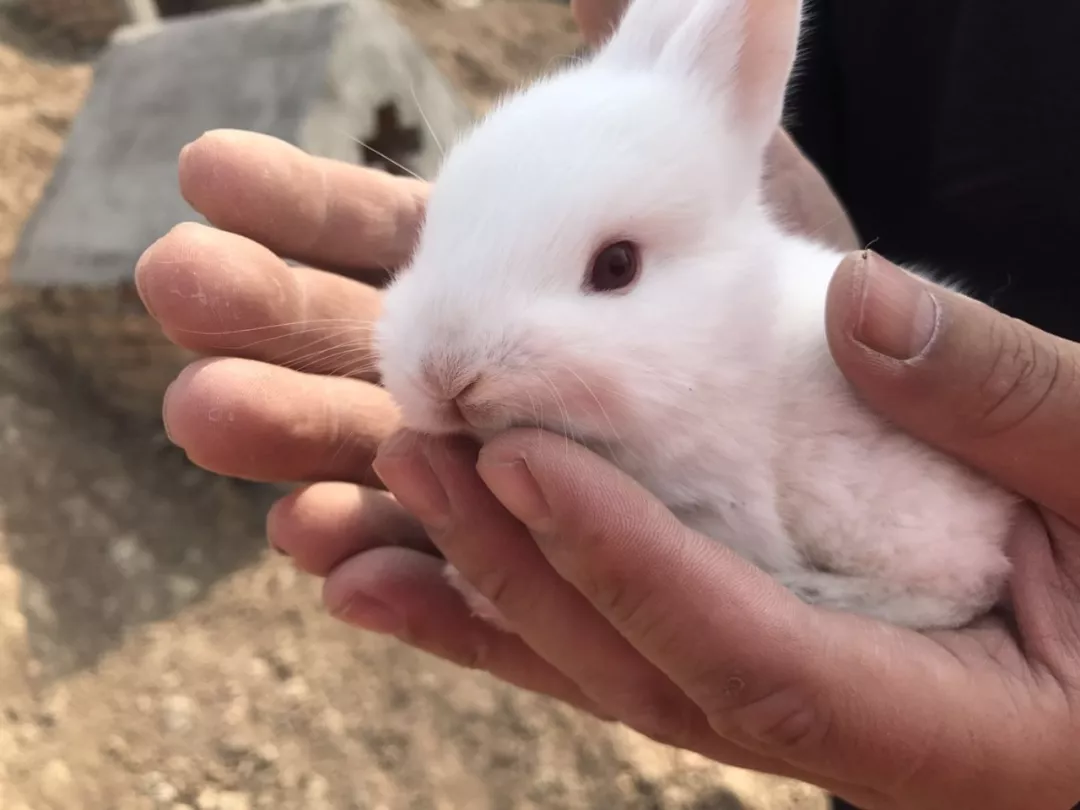 去汤王动植物园踏青邂逅最萌小兔兔