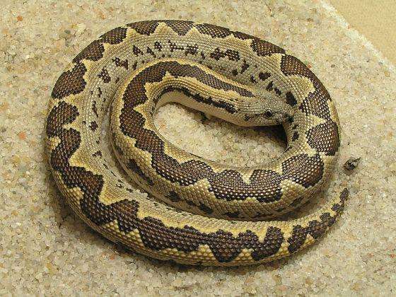 印度双头罗素蝰蛇图片罗素蝰蛇是印度最臭名昭著的毒蛇