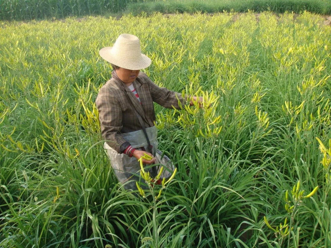 黄花菜:杜康能散闷 萱草解忘忧