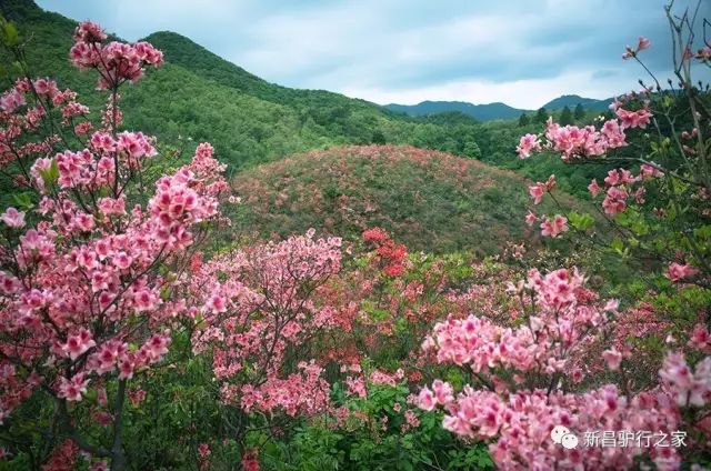 浙江19座絕美的杜鵑山徒步登高共賞山花爛漫