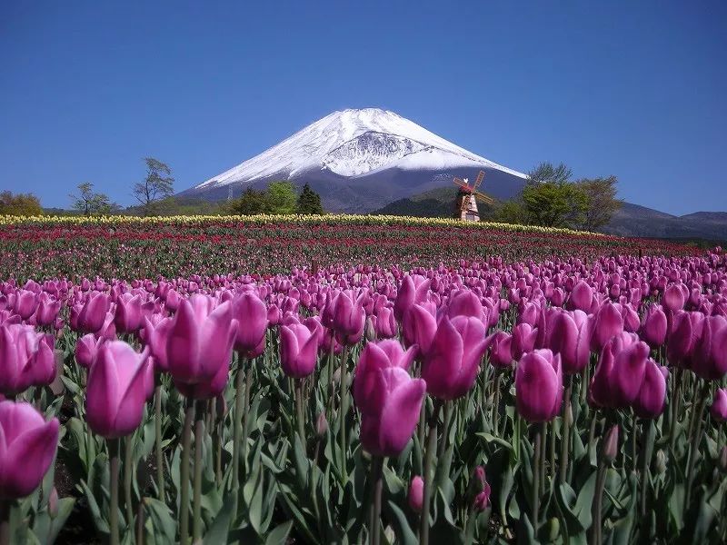 富士山天空郁金香节图片