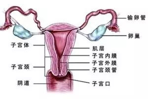 卵巢及附件图图片