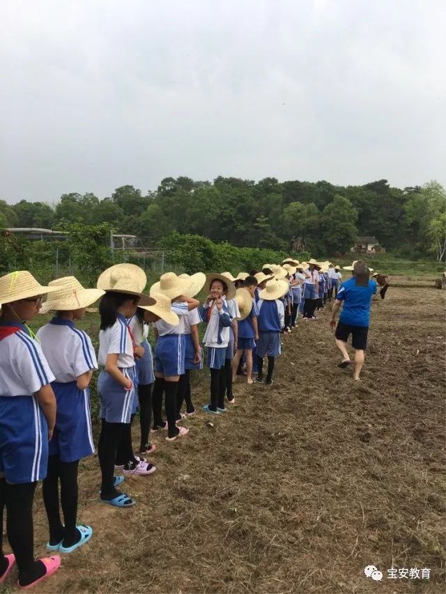 鋤地種藕插秧與山區孩子同上課寶安娃的研學旅行別樣暖心