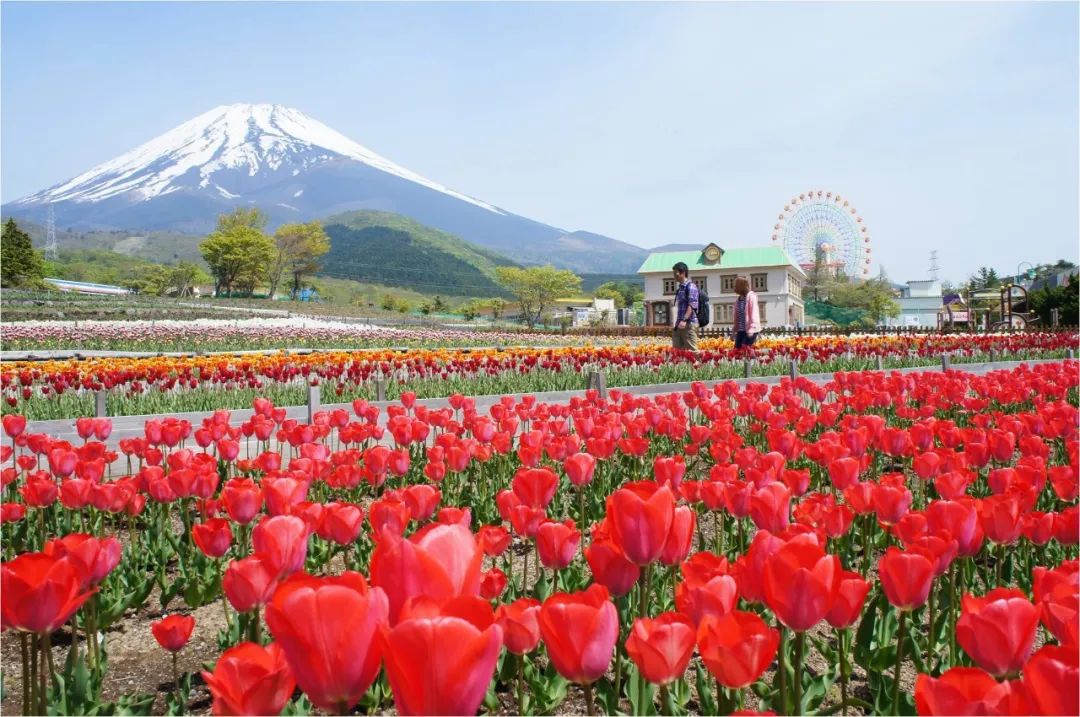 富士山天空郁金香节图片