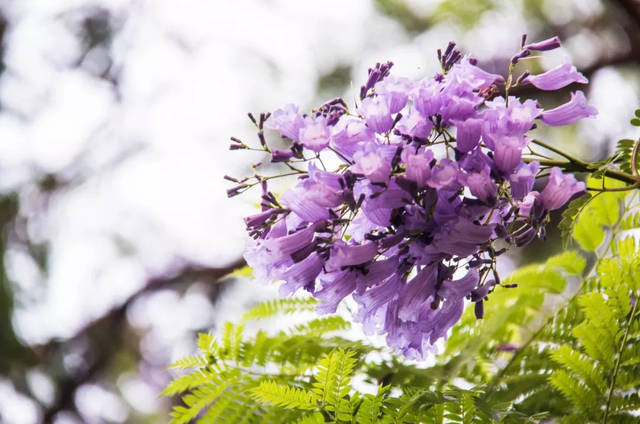 紫色花海再次席卷川南 4月的这两座小城 美得全世界羡慕