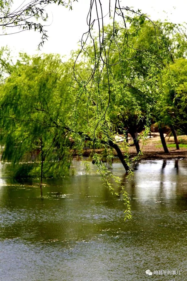 輕聞細雨昌平濱河公園春看綠柳