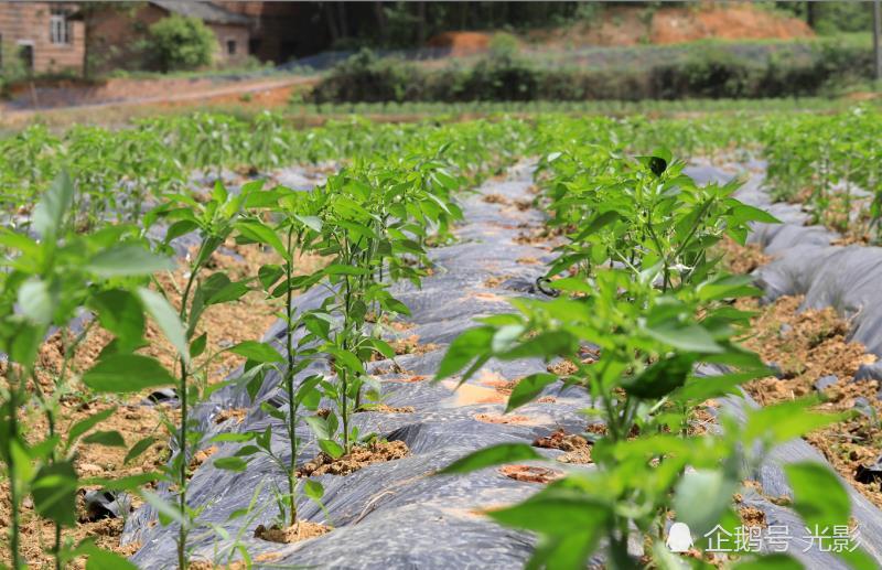 湖南衡陽縣3000畝小辣椒