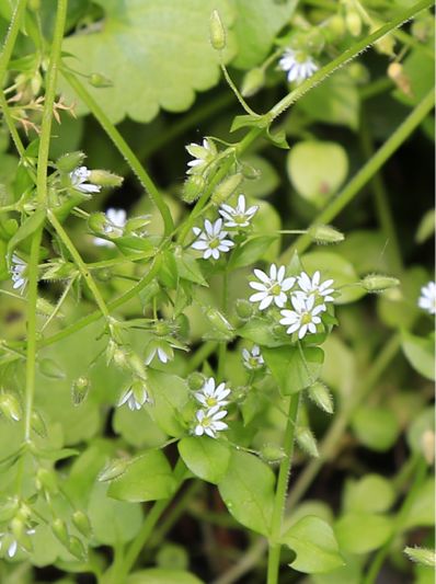 繁縷繁縷stellaria media (l.