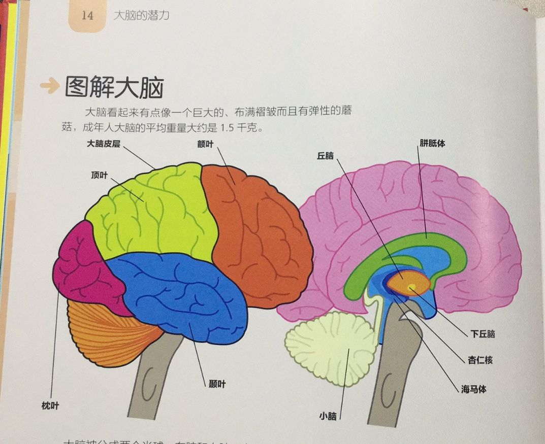 大脑分为左右脑,每个半脑分成的4个区域有不同的功能