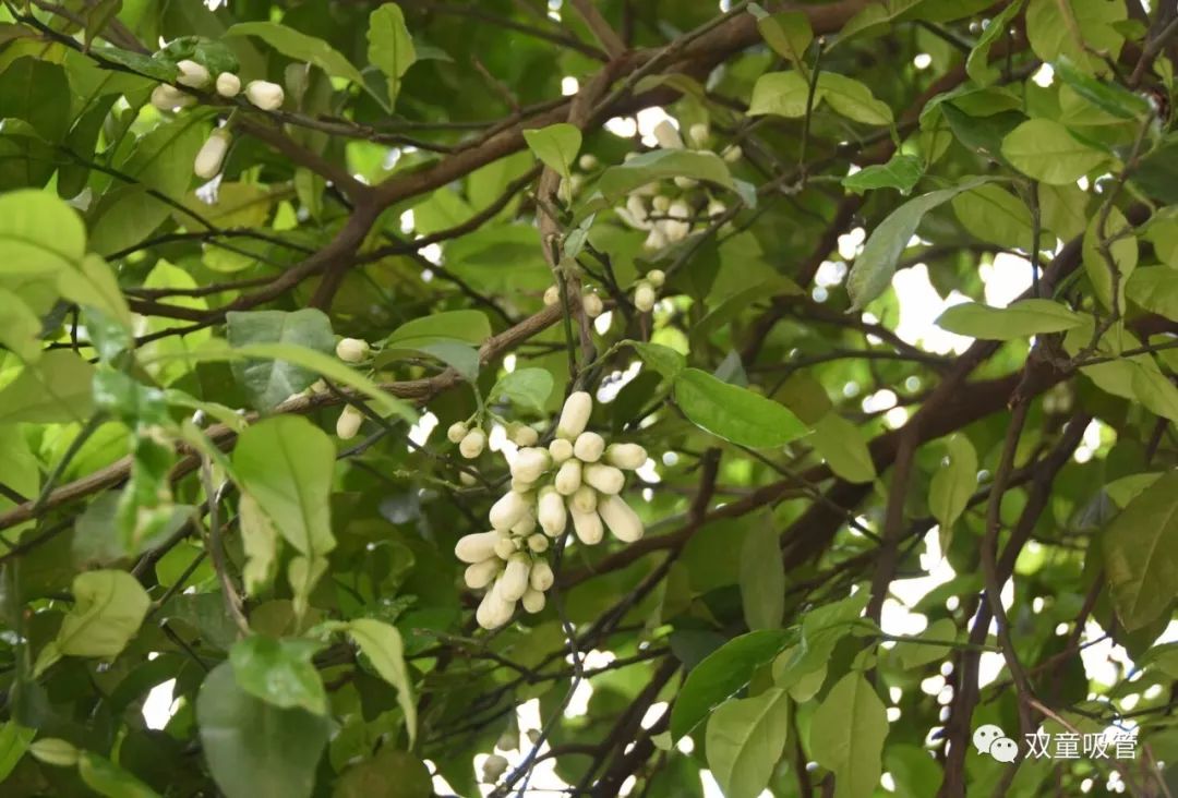 茎花山柚树图片图片