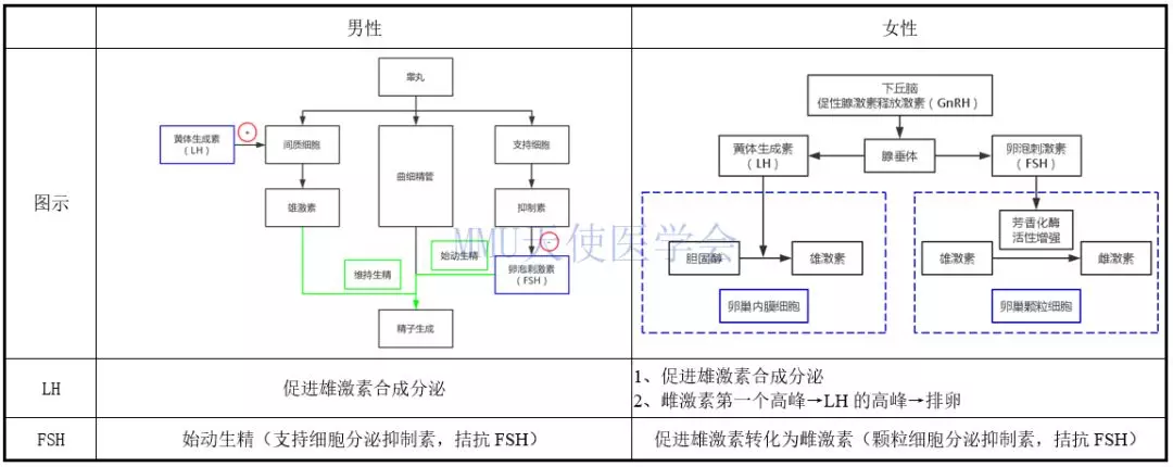 1激素的合成部位2雌激素的合成—双细胞双促性腺激素学说3雌激素和