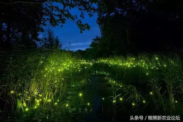 村民為賺錢捉螢火蟲，獲利百萬！狂歡背後卻是『殘忍』的產業鏈。