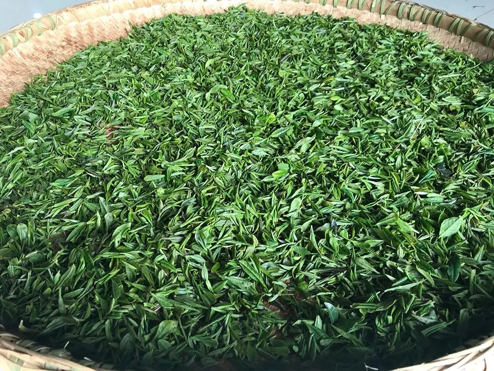 春動貴州石阡苔茶品牌更添綠動力