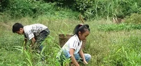 小小的人儿就能去打猪草了.