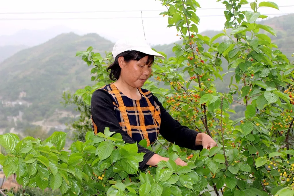 旬阳薛家湾樱桃园图片