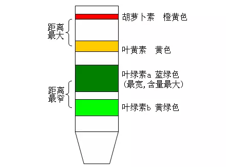 色素条带图图片