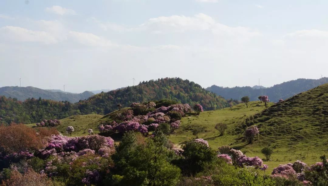 寧南縣城一竹壽鎮一樑子鄉魯南山來源:寧南微幫生活,五彩涼山智慧旅遊