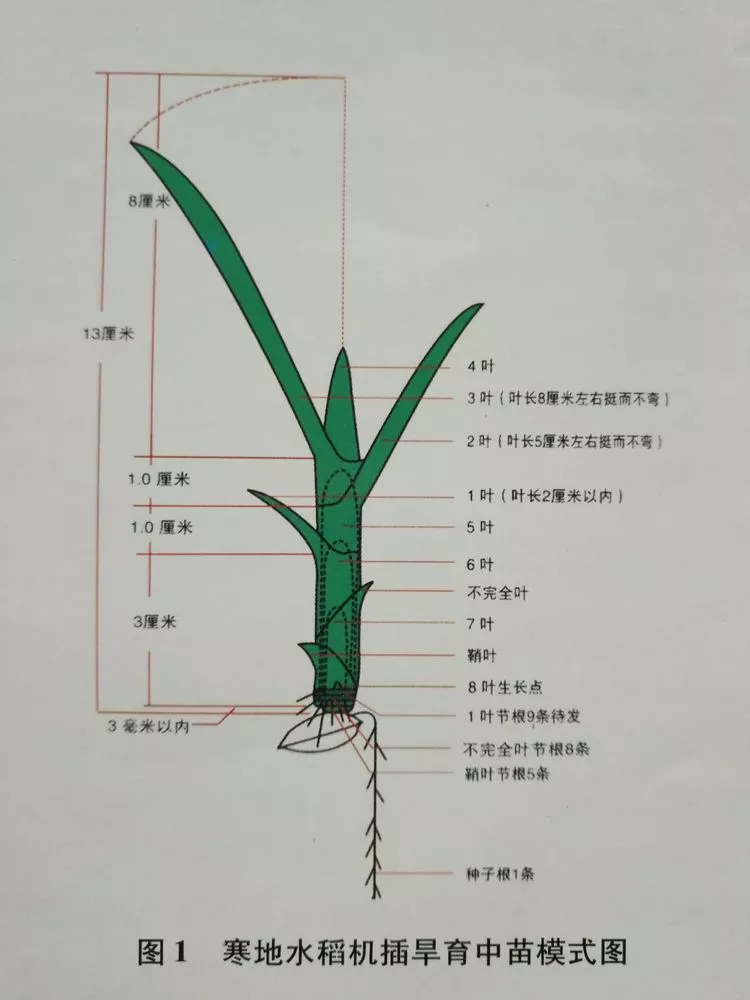 水稻旗叶的位置示意图图片