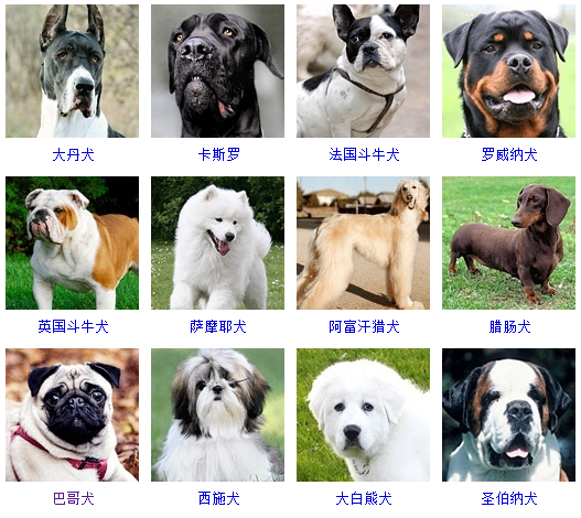 十大狗品种图片