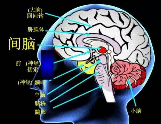 童教间脑开发技术转让师资培训:hsp教育法的意义