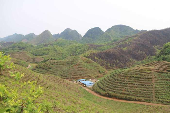 青睞不僅有著非常好的種植技術基地風光該藍莓基地有著完善的管理體系