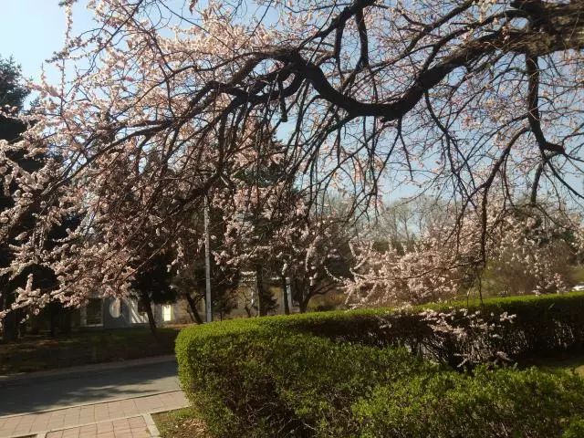 花朵內斂而溫潤氤氳了傍晚,也柔和了南嶺杏花文化節持續時間:2018年4