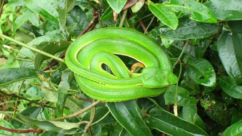 菜花蛇:是一种没有毒性的蛇,喜欢生活中潮湿的地方,农村经常见到菜花