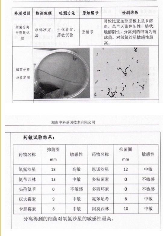 震惊你还敢不做药敏实验继续凭感觉使用抗生素吗