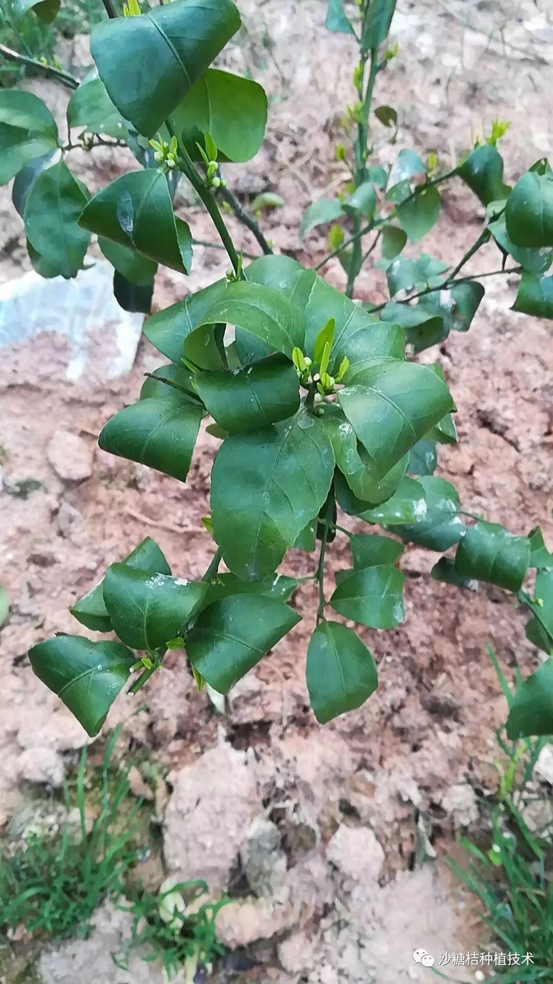 前幾天,有位果農發來兩張照片缺硼引起卷葉的症狀:葉脈增粗突出,葉片