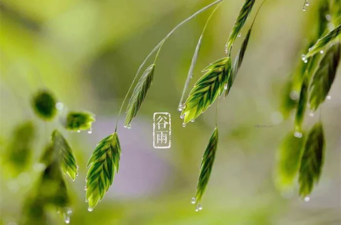 谷雨临近注意养生